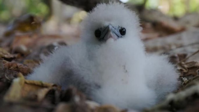坐在巢中的可爱可爱的白色蓬松白尾热带鸟小鸡的特写镜头