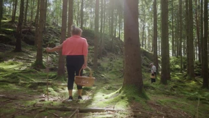 在森林中寻找食用蘑菇的老年妇女