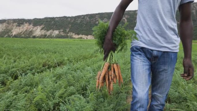 一名黑人非洲农民抱着一束美丽的新鲜胡萝卜走在胡萝卜田的慢镜头