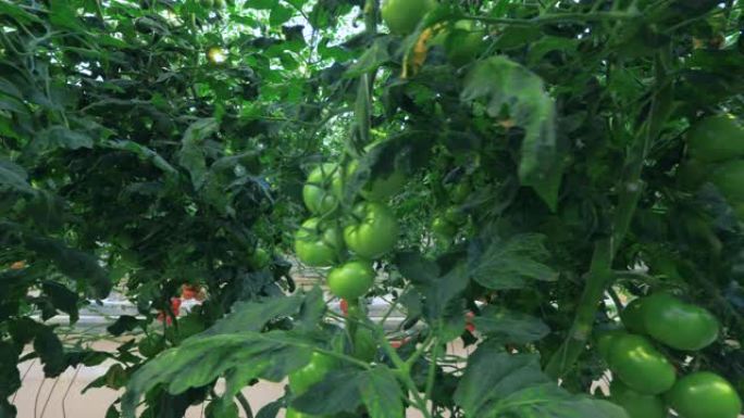 温室里的番茄灌木。