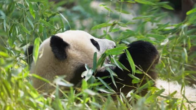 懒人可爱的大熊猫熊躺在地上吃竹子放松动物