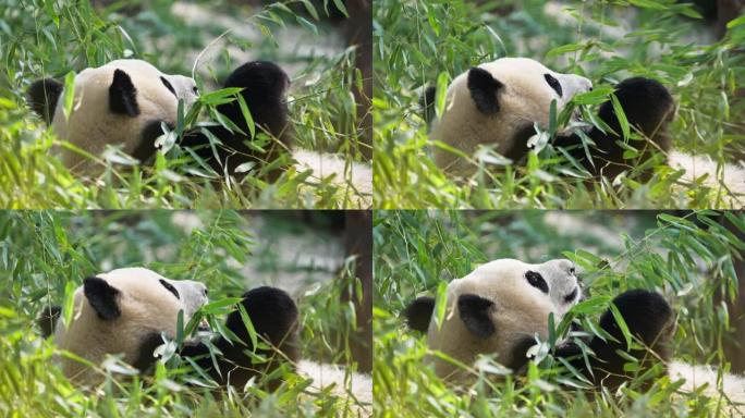 懒人可爱的大熊猫熊躺在地上吃竹子放松动物
