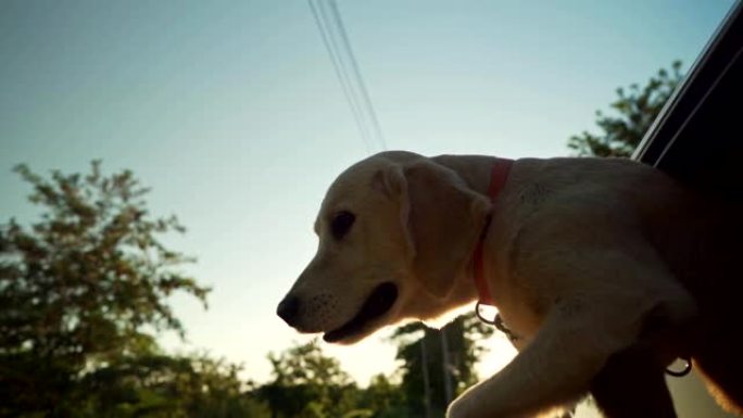 金毛猎犬喜欢乘车