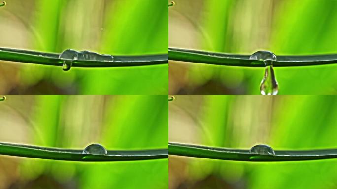 超级SLO MO两个水滴在狭窄的绿叶上，水滴滴在叶子上，水向下流动，单滴在叶子表面