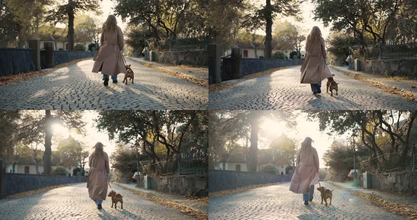 在美丽的秋日遛狗爱犬同行金色时光悠闲漫步