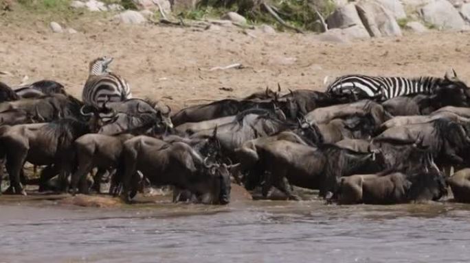 近距离迁徙牛群牛羚和斑马争夺生存，穿越马拉河