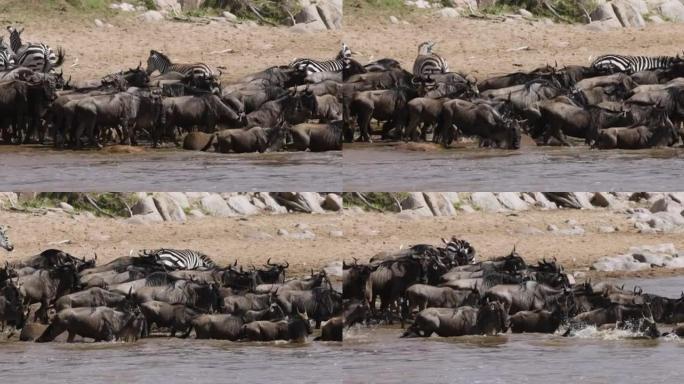 近距离迁徙牛群牛羚和斑马争夺生存，穿越马拉河