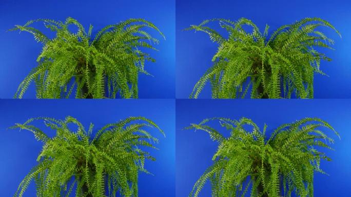 蓝色屏幕上微风中的蕨类植物用于合成