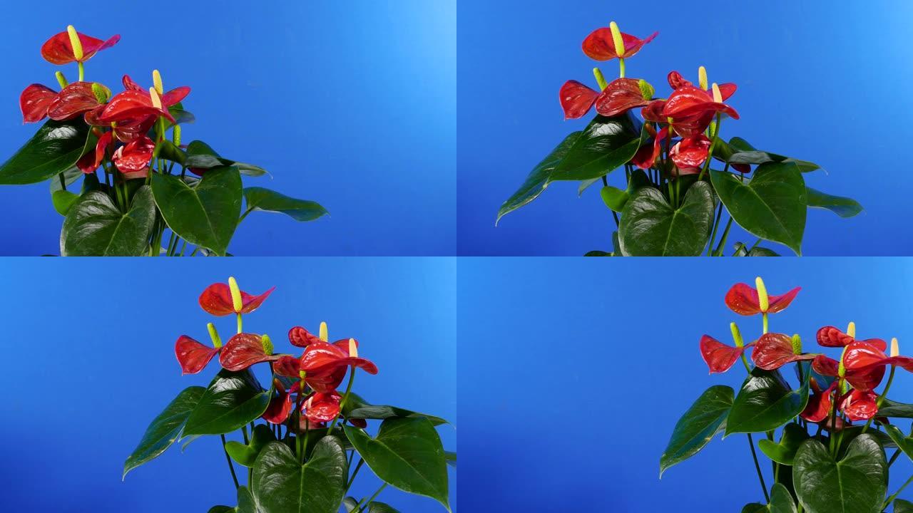 传递异国情调的花卉植物-合成蓝屏