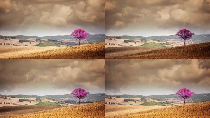 托斯卡纳乡村一棵紫色叶子的孤树上的T/L云景