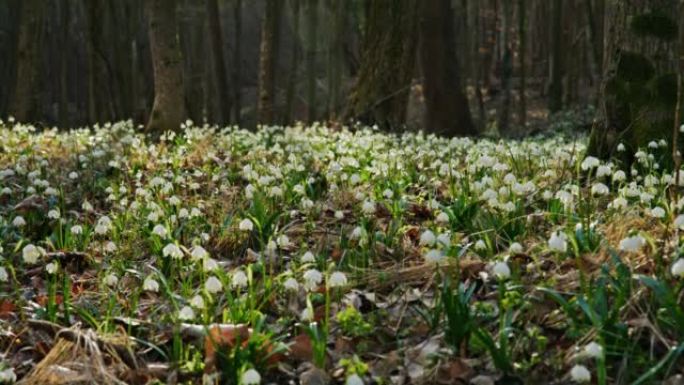 森林的地面上长着许多雪花花