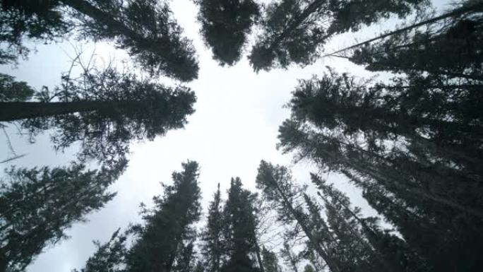 巨型红杉森林仰拍树林风光