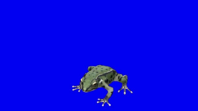 蓝箱上垂死的绿色青蛙。动物的概念，野生动物，游戏，返校，3d动画，短视频，电影，卡通，有机，色键，人