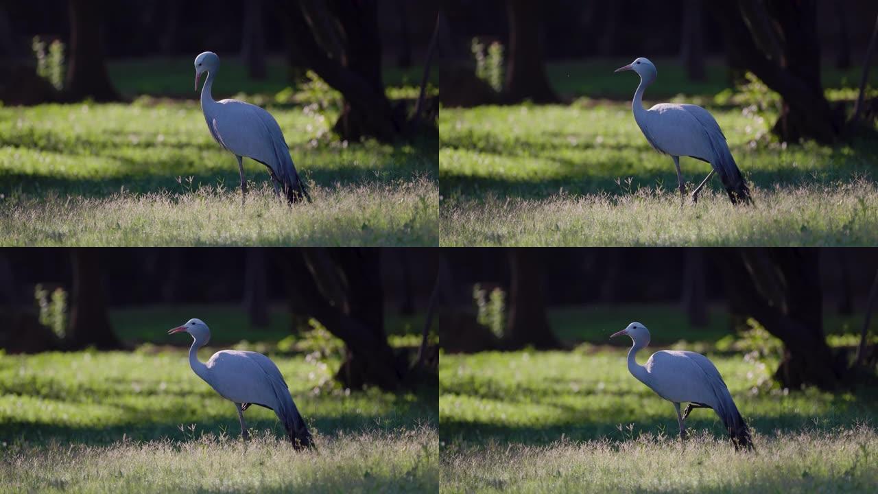 美丽壮丽的蓝鹤站在草地上，濒危物种，南非的国鸟