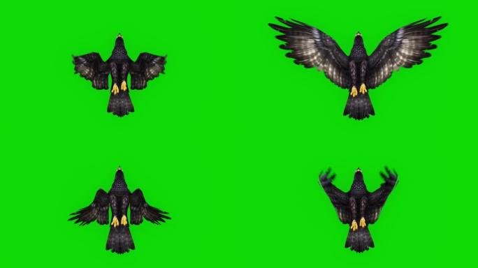 绿屏黑鹰飞行慢动作动画。动物的概念，野生动物，游戏，返校，3d动画，短视频，电影，卡通，有机，色键，