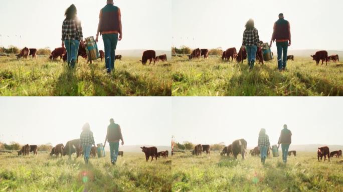 农场，农业和牛群与一男一女一起在奶牛养殖业中作为一个团队一起工作。在有牛的田地上工作的男女农民的团队