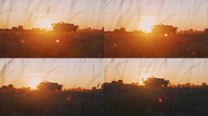 SLO MO联合收割机在日落时切割小麦