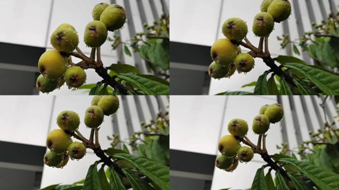 雨季 枇杷  露珠   春雨