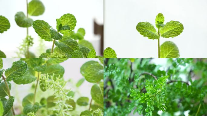 雨后绿植水珠雨露