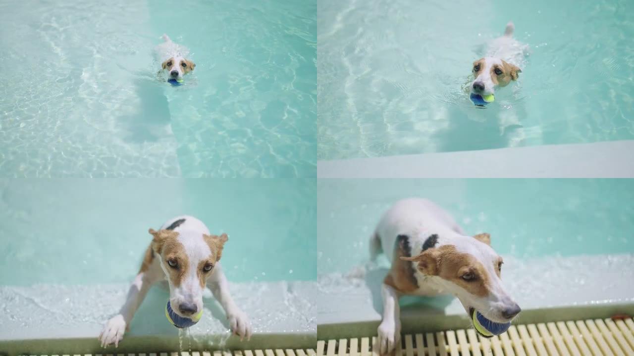 嘴里含着玩具球的慢动作狗游泳，把自己从游泳池里拉起来