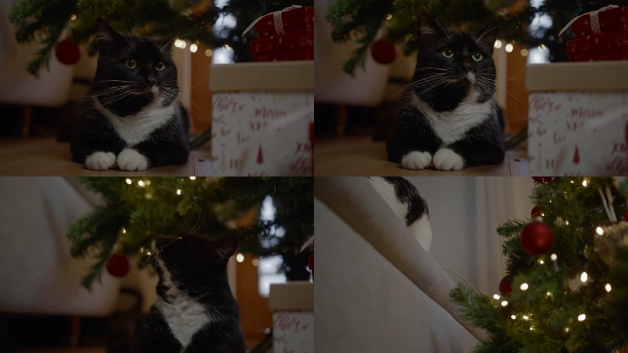 圣诞节期间，猫躺在客厅里互相看着对方