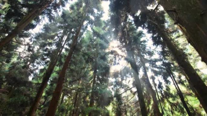 松树森林抬头树木自然风光逆光