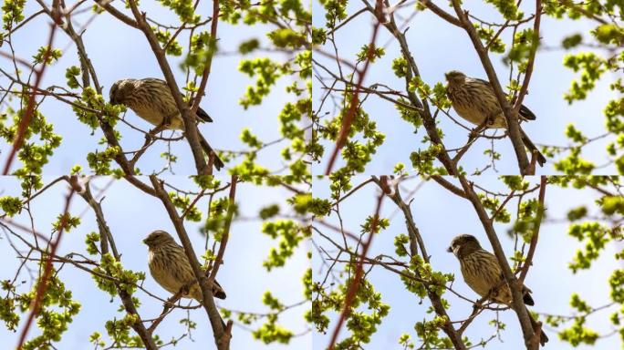 麻雀正在吃榆树果一只在树枝上