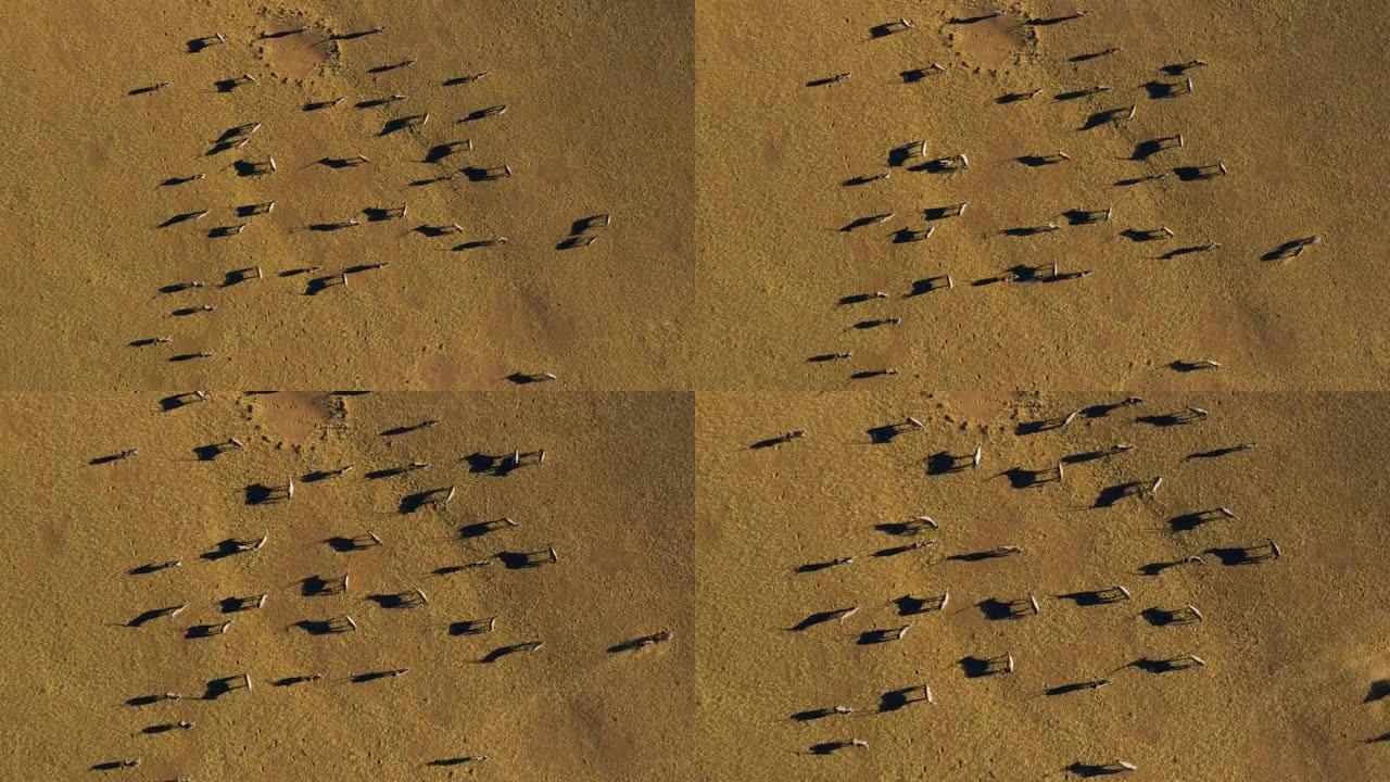 Gemsbok Oryx的直线鸟瞰图在壮观的纳米布沙漠中投下了阴影
