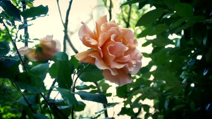 在夏季花园中传递玫瑰