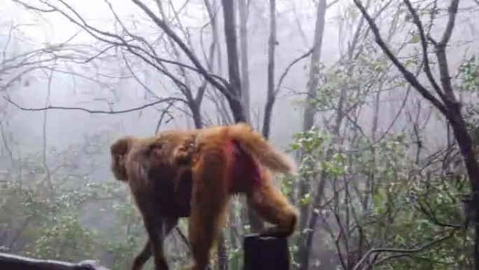 许多猕猴生活在中国张家界