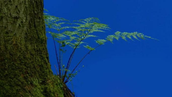 树木和蕨类森林前景-合成蓝屏