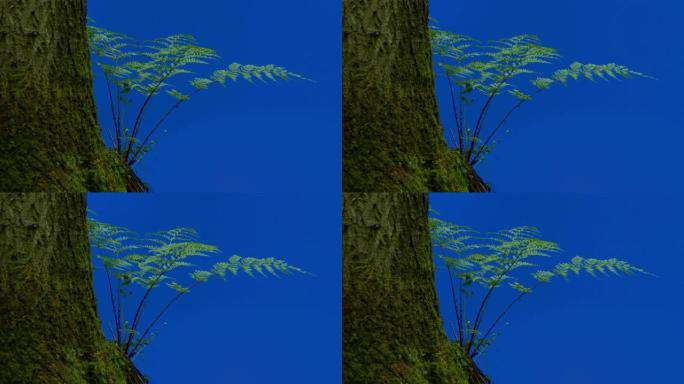 树木和蕨类森林前景-合成蓝屏