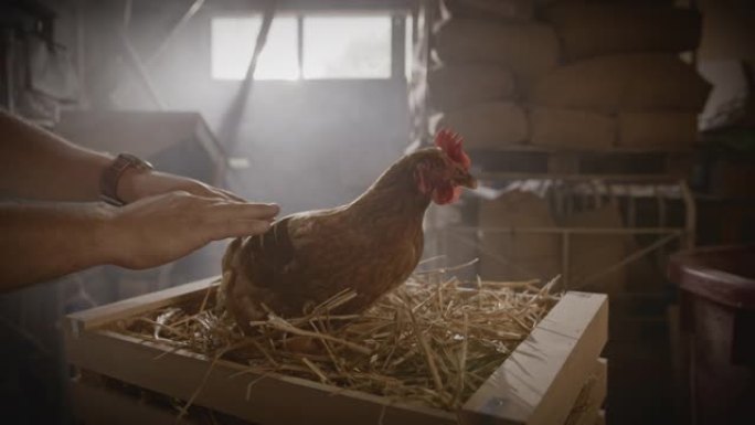 SLO MO DL农民抚摸母鸡，同时在板条箱内的干草上产卵
