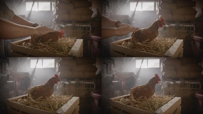 SLO MO DL农民抚摸母鸡，同时在板条箱内的干草上产卵