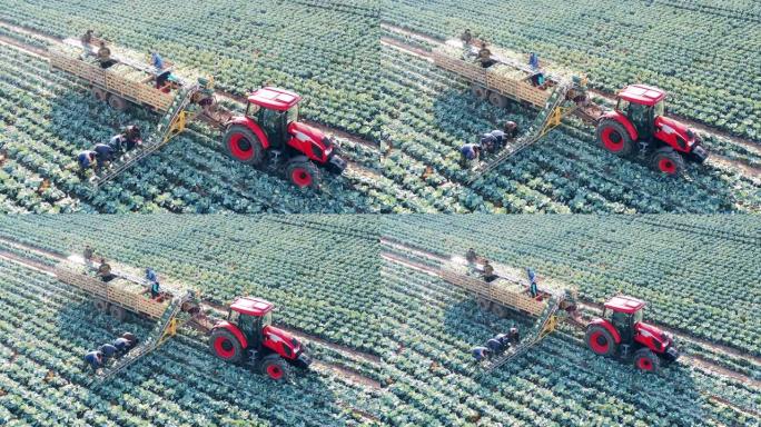 农民正在将收获的白菜放到拖拉机输送机上