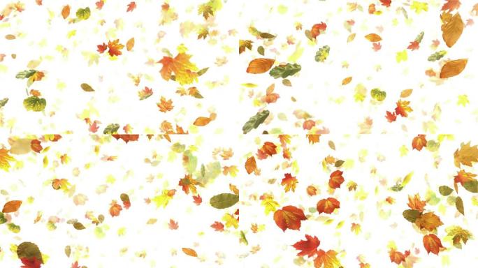 秋天/秋天的叶子 (白色)-循环