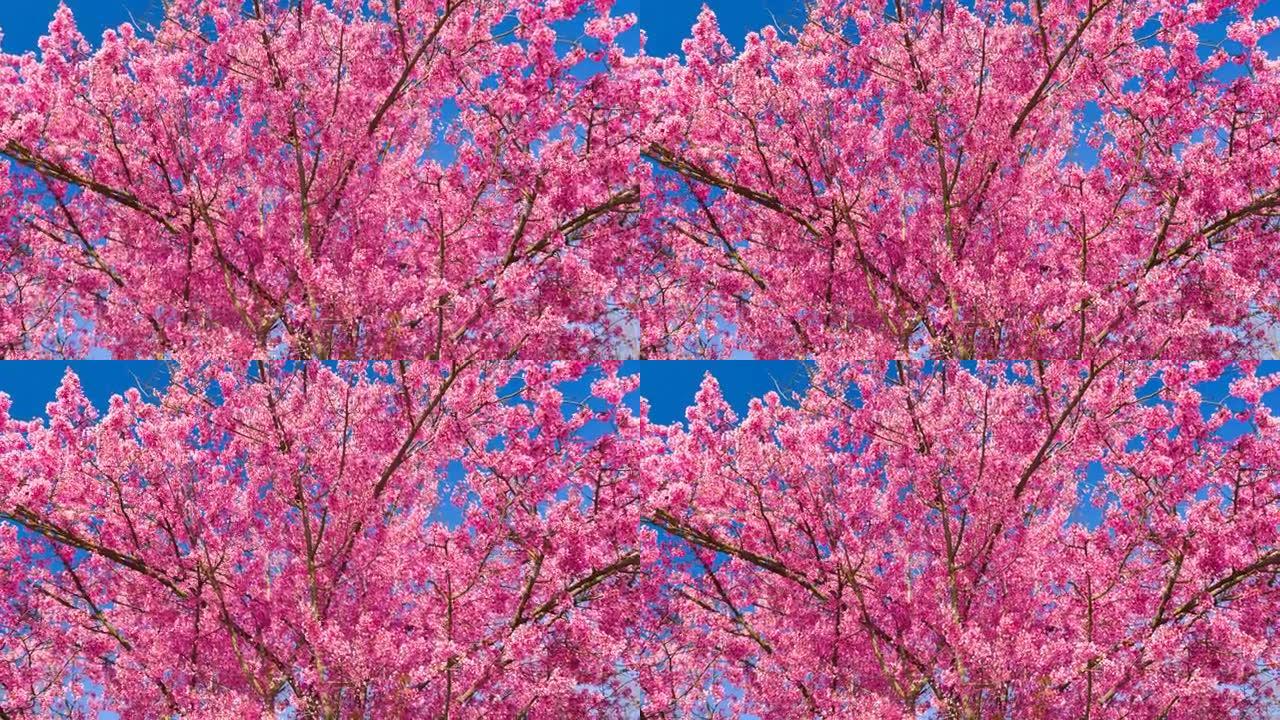 盛开的樱桃树1