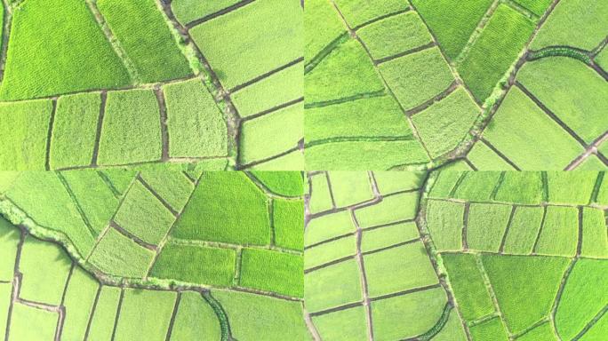 泰国南省Pua区农村稻田的鸟瞰图