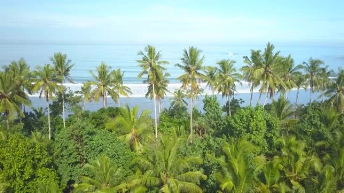 空中: 充满活力的棕榈树耸立在海滩上方，可欣赏热带海洋的壮丽景色。