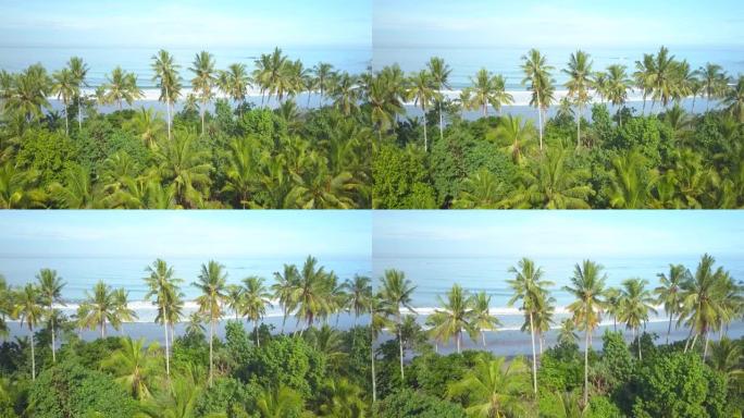 空中: 充满活力的棕榈树耸立在海滩上方，可欣赏热带海洋的壮丽景色。