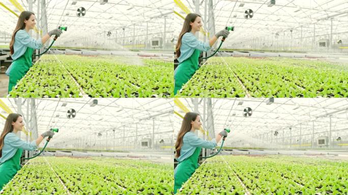 超级SLO MO女园丁在温室内浇灌绿色生菜植物