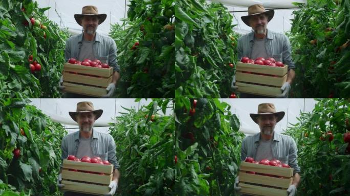 带着西红柿在温室里行走的快乐成熟男人