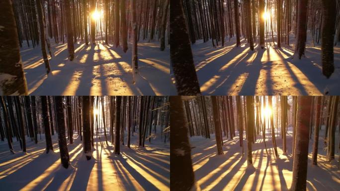 金色的冬季阳光透过覆盖着新鲜降雪的森林树木窥视
