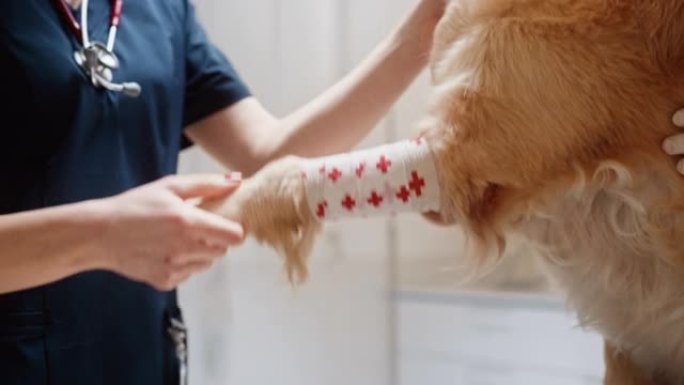 一位女兽医的特写镜头，评估了一只平静的金毛猎犬受伤的前肢。现代兽医诊所的专业兽医检查用红色十字架包裹