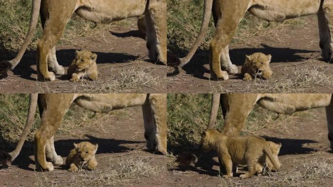 在非洲萨凡纳草原上，母狮和两只非常可爱的幼崽在她脚下的特写镜头