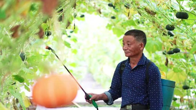 农民在温室中喷洒南瓜植物