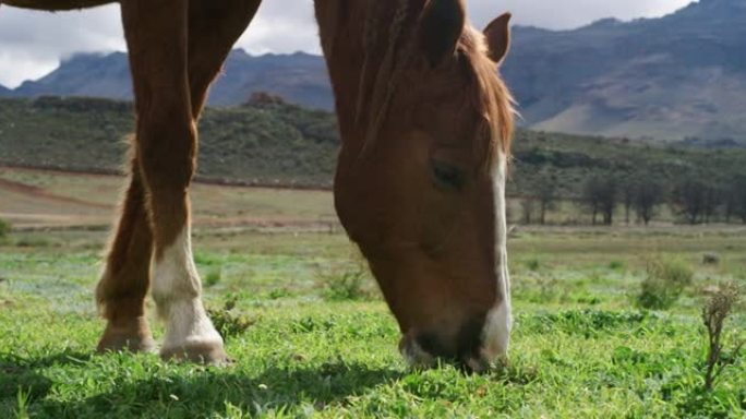 农场上一匹美丽的马的4k视频片段