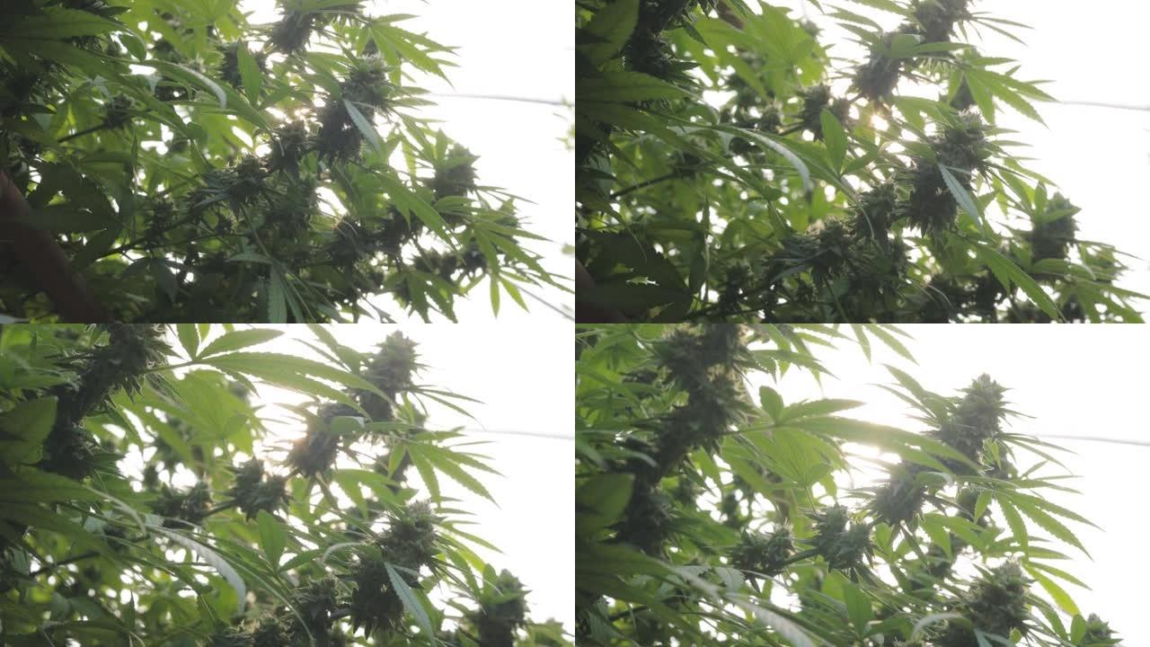 大麻植物大麻植物