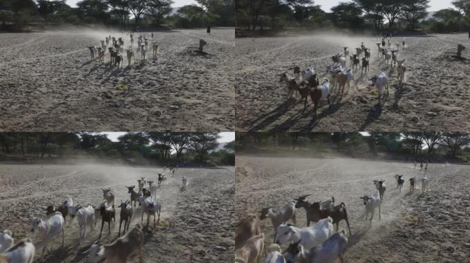 气候变化。干旱。水危机。由于持续干旱，一小群山羊沿着尘土飞扬，干燥的河床奔向水源，到水点。肯尼亚