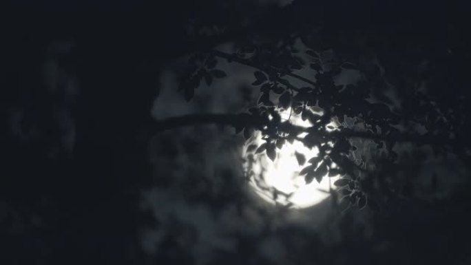 月亮穿过树木时的满月之夜